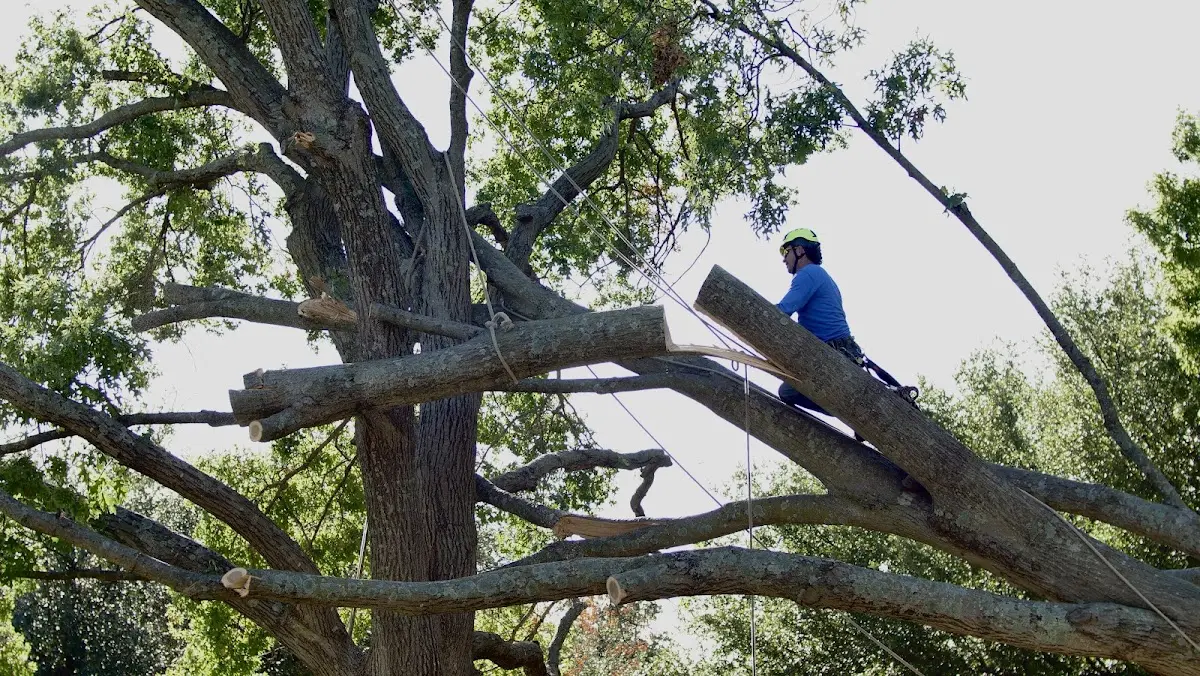Professional Hazardous Tree Removal performed by certified arborists in Downs